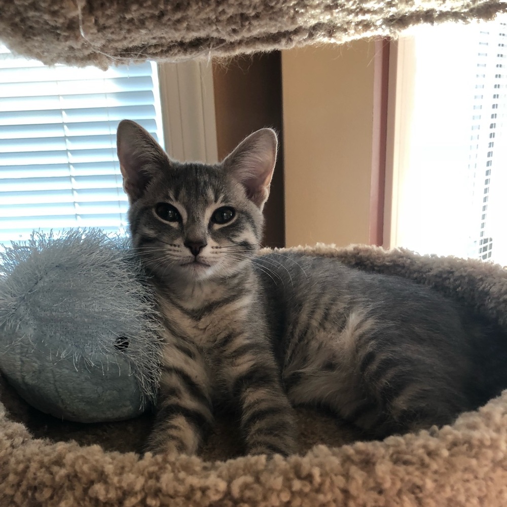 Meet your Posher, Shellie